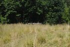 Działka na sprzedaż Mogilany Chorowice 